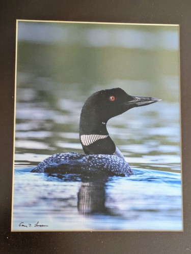GERRY LAMARRE HANDSIGNIERTES LOON FARBFOTO GERAHMT SCHWARZ MATT - Bild 3 von 8