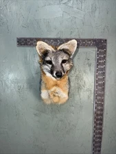 Beautiful Taxidermy Grey Fox Wall Mount Man Cave Mount Badger Bobcat