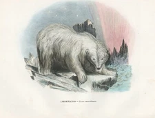 Polar bear bear Ursus maritimus polar bear polar lithograph litho Boschi 1863-79