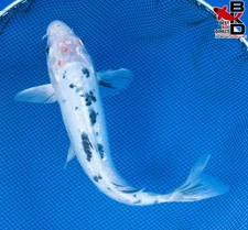 11" DOITSU YAMATO NISHIKI Live Koi Fish Garden Pond 10/25