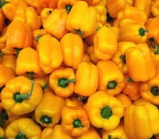 Premium Golden California Wonder - 0 Scoville Units - 10% off 3 or more items!