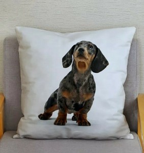dachshund large