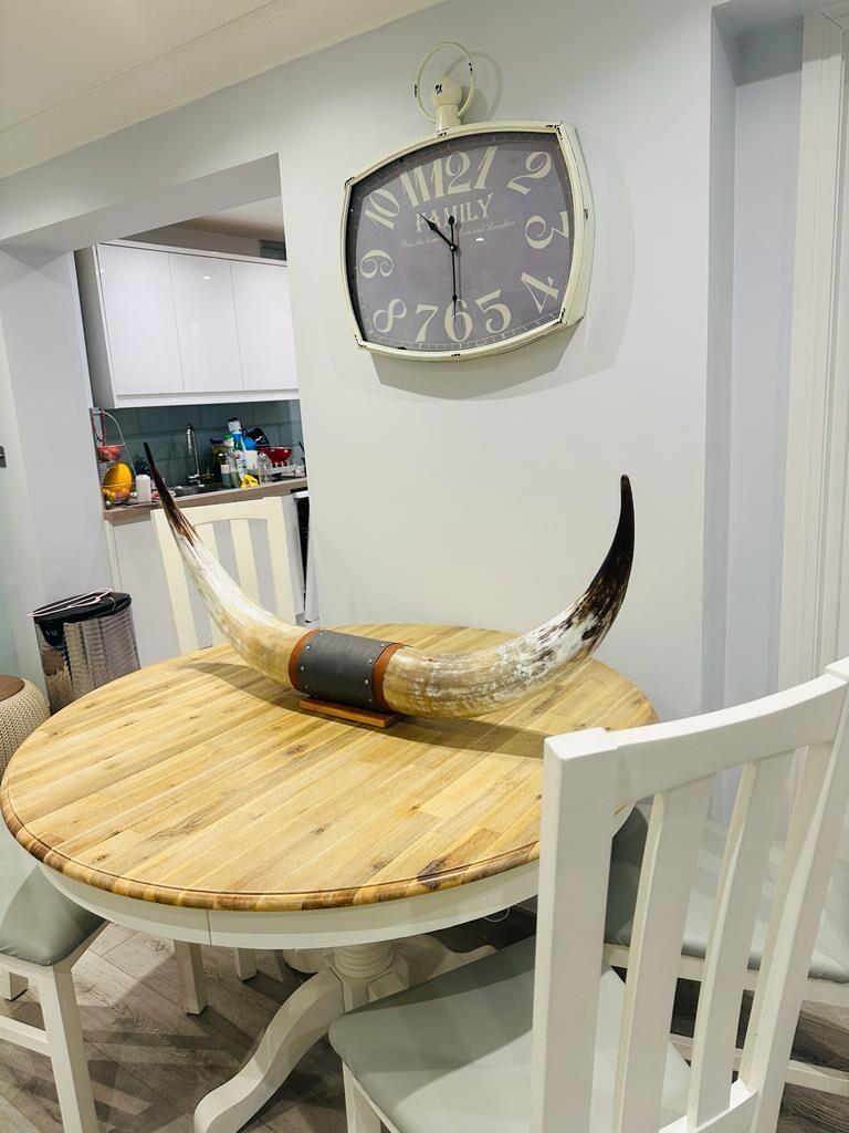 Authentic Real Bull Cow Longhorn Leather Horn Mount Taxidermy 130cm