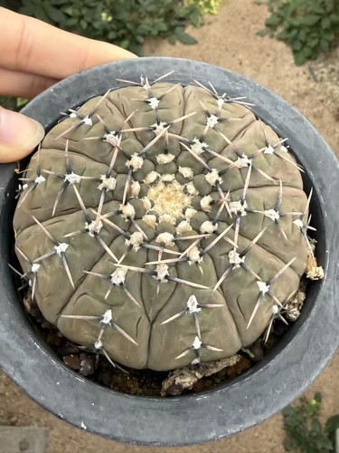 Rara pianta succulenta Gymnocalycium bodenbenderi coltivazione semi giardino WYSIWYG 3# - Foto 1 di 2