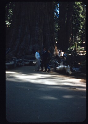 1950s Base Giant Sequoia Tree Kings Canyon Park California 35mm Red Border Slide