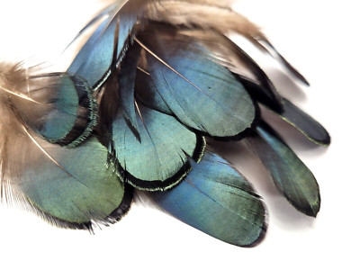 PHEASANT TAIL FEATHERS - IRIDESCENT BLUE - TAILS - 12 pc. - Fly Tying Materials