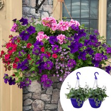 Pre-Planted Hanging Baskets, Summer Sensation Mix, 2 x 25cm, Instant Display
