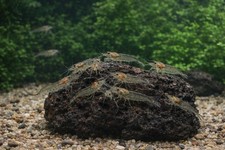 Amano Shrimp XL