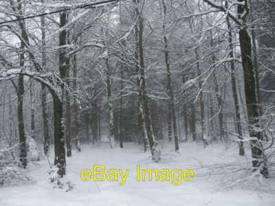 Foto 6x4 Thornton Wood Kelty Neuschnee fügt Kontrast hinzu, verliert aber Farbe. c2006