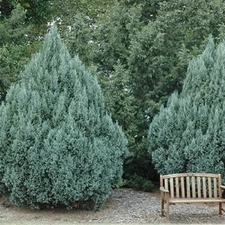 10 Mountain Juniper Tree Seeds