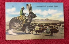 Vintage Postcard 1952 Punching Cattle on a Jack Rabbit Texas Panhandle