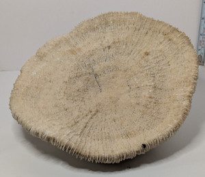 Natural Dried Mushroom Coral Razor Plate Nautical Coastal 9x8" 3lb 10oz