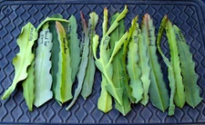 6 Epiphyllum Orchid Cactus Named Cuttings, Assorted - Mixed colors and varieties