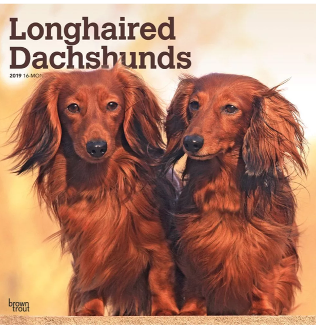 2019 Dachshunds Longhaired Wall Calendar Dachshund By Browntrout