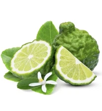 California only! Makrut (Kieffer/Kaffir) Thai Lime Tree, 18-36 inches tall