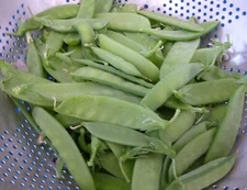 Snow Peas - Dwarf Grey Sugar, Chinese Pea Pod, (Pisum sativum)