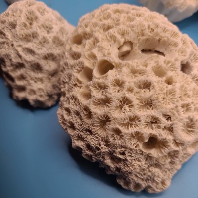 Zwei Gehirn fossile Korallen Stücke Home Aquarium Deko