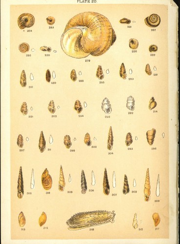 Our Country's Shells and How to Know Them - Circa 1900 - Imagen 5 de 6