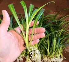 6 Large Spider Plant Starts 6–12" Rooted Easy Care Air Purifier Indoor Plants
