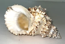 Natural Frog Shell Conch Seashell ~  Bursa Bubo Beach Ocean Decor 4" x 9" x 5.5"