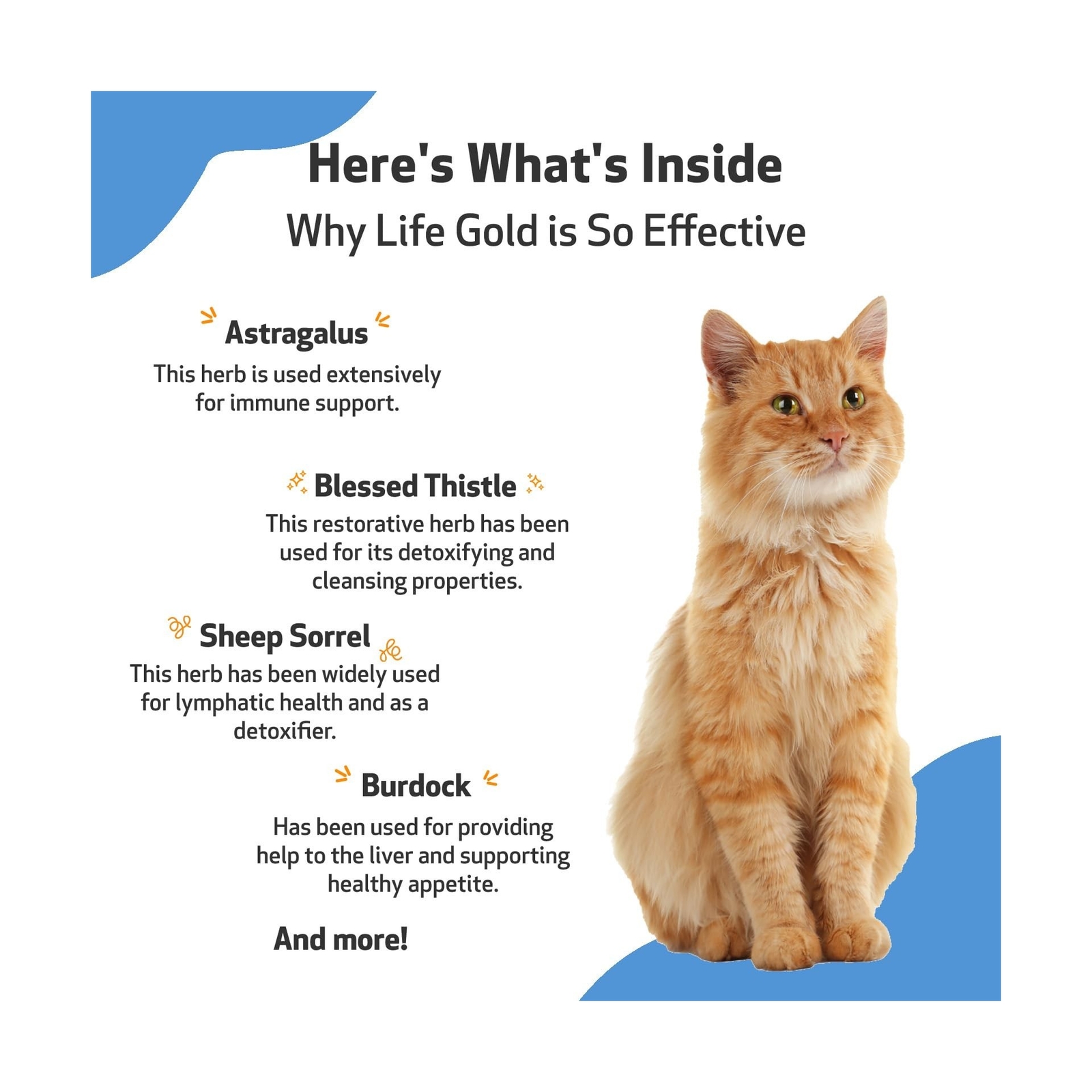 Pet Wellbeing Life Gold for Dogs and Cats 2 FL Oz Expires 072024 for