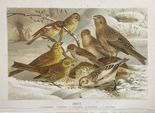Original graphic fauna: Ammer Emberizidae Emberiza - graphic around 1900