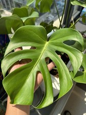 Monstera Plant Cuttings Freshly Cut Upon Order Placement
