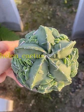 RareSucculent Plant Astrophytum Fukuryu Garden plants seedgrowth7-10CM Random