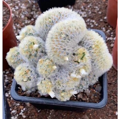 Mammillaria compressa f.cristata 【公式通販】 Mammillaria compressa f.cristata 【公式通販】