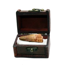 Real Spinosaurus Dinosaur Tooth Fossil in Wooden Chest