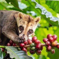 Wild Kopi Luwak Coffee Arabia Gayo 120 Grams Coffee Beans