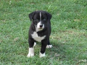 Border Collie Pups In Beerwah 4519 Qld Dogs Puppies Gumtree