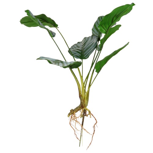 1 szt. Sztuczna roślina Calathea Bonsai Kreatywna roślina Bonsai Roślina doniczkowa - Zdjęcie 7 z 16