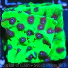 Corals of Eden ~ WYSIWYG Live Coral Frag ~ Master PPE Cyphastrea Coral SPS — photo 5