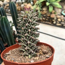 Pianta di Cactus Succulenta 8CM Euphorbia Guentheri Euphorbiaceae Casa Giardino Pianta