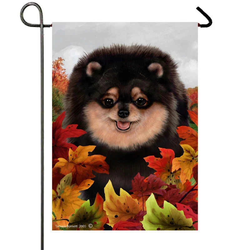 Pomeranian black and tan cheap price