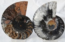 Large Black Ammonite Pair Crystal 107mm 110myo Dinosaur age FOSSIL 4.3" n2496dd