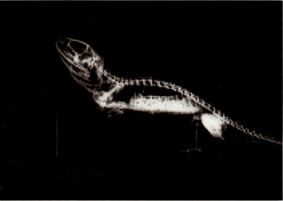 2024 Topps Allen & Ginter #XR-6 Bearded Dragon X-ray'd