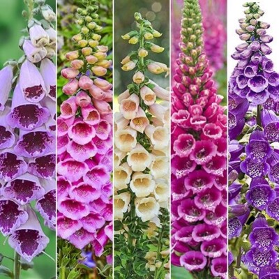 Foxy Foxglove Mixed Colors 500 seeds pkt | eBay