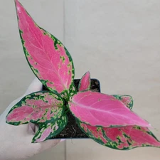 Aglaonema Angel China Red – Rare Houseplant – 4” Pot – Live Plant