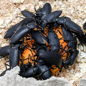50 Morio Darkling Beetles Colony (Zophobas Morio) - Reptile Live Food