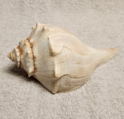 Whelk Seashell Right Handed Knobbed Light Streaked Snail Shell 6 x 3 x 2.5
