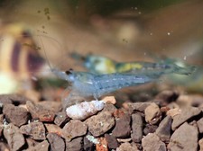 10  2 Blue Jelly freshwater neocaridina shrimp - USA Seller