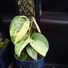 Scindapsus Marble Queen mit Pflanzenschutzzertifikat