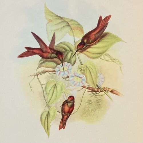 John Gould Hummingbirds 1940s VINTAGE Lithograph RAINBOW HUMMINGBIRD - Picture 1 of 9