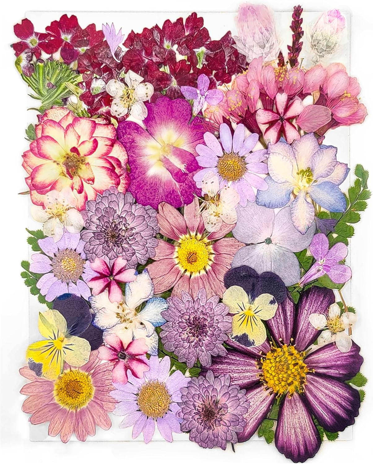 15 Types 37Pcs Purple Dried Pressed Flowers Resin Molds Real Natural Pressed