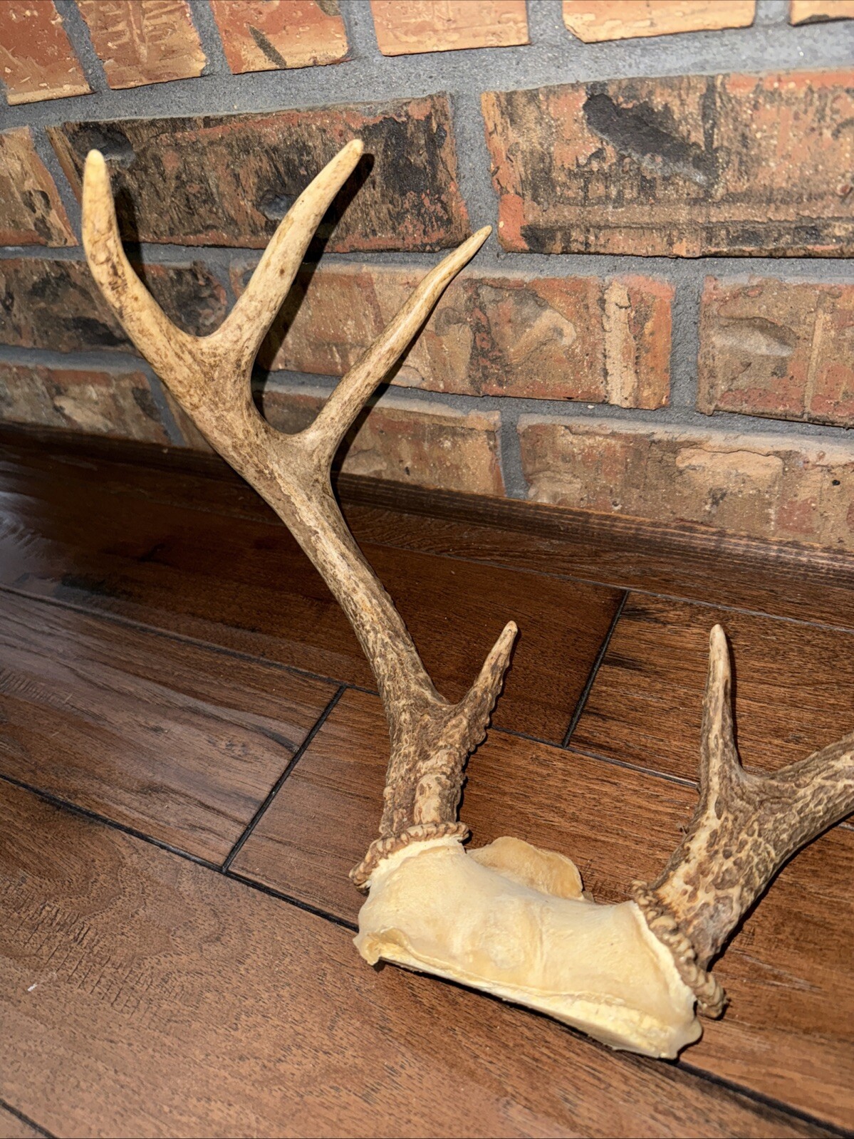 8 Point Whitetail Deer Antler Rack Skull Cap Taxidermy Mount Cabin ...