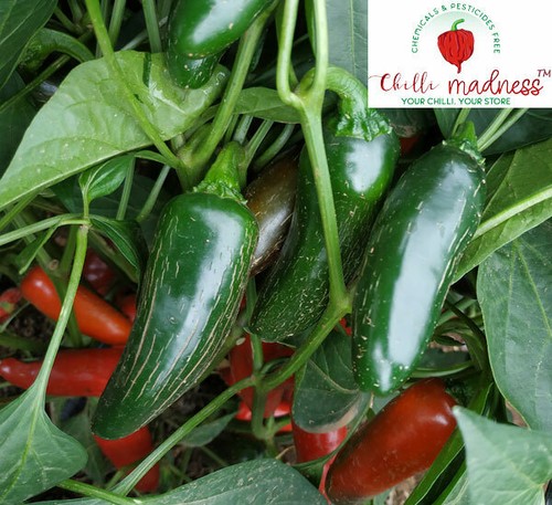 Chilli Jalapeno Agriset 4109 Sustainably Grown in Australia 10 Seeds - Picture 2 of 6