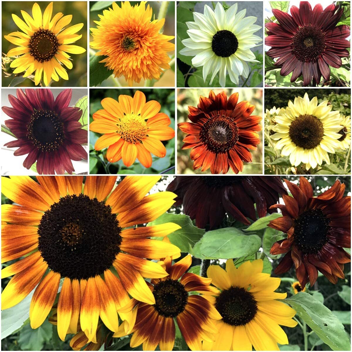 Bulk Sunflower Seeds for Planting | Heirloom & Non-GMO Sunflower Seeds |  1000+ G | eBay