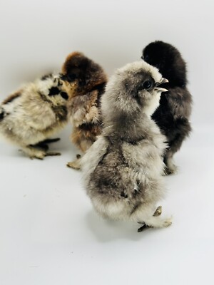 6+ Fertile Silkie Hatching Eggs Colors Partridge, Black, Gray, White, Splash